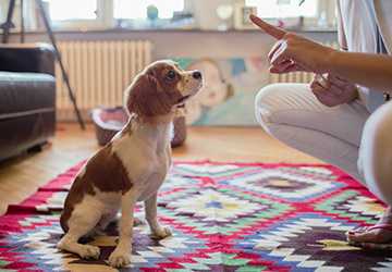 7-2. 6 Essential Commands Every Dog Should Learn